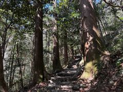 -天目山大树王景区