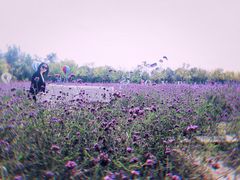 -武清南湖绿博园