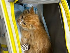 -中农国际动物医院24小时·猫科·骨科·急重症中心