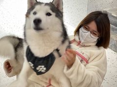 -Husky Go!哈士奇体验馆·宠物咖啡厅狗咖