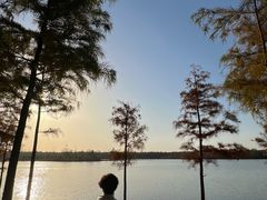 -合肥滨湖国家森林公园