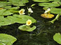 -云溪植物园