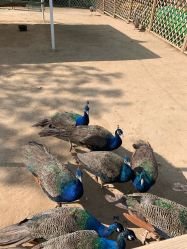 -萌宠亲子动物乐园(槐房万达店)