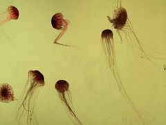 -沈阳海洋探索中心