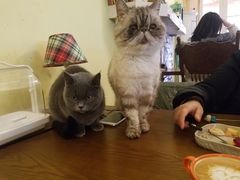 -猫色咖啡·猫咖