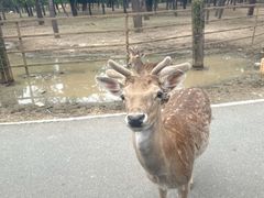 -秦皇岛野生动物园