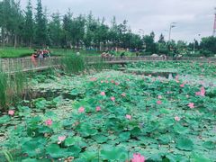 -羊亭河湿地公园