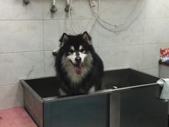 -优米宠物美容(体育场路店)