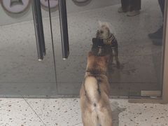 -柴务处·柴犬主题狗咖