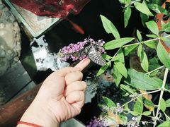 -上海大自然野生昆虫馆