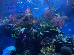 -迪拜帆船酒店海底餐厅