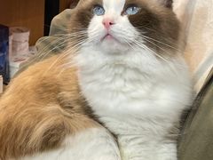 -糯米喵星人总部直营旗舰店·猫舍·幼猫出售