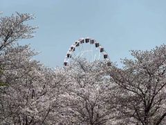 -顾村公园