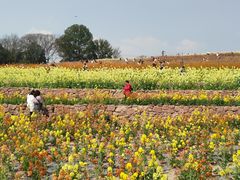 -三圣花乡旅游区
