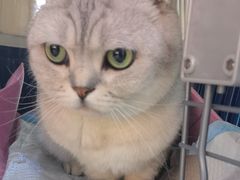 -pd派德宠物中心医院24H急重症·眼科中心·血液透析中心(嵩山北路店)