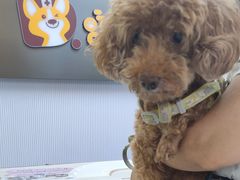 -达爱动物医院·犬猫分区·CT·复杂眼科(远洋山水分院)
