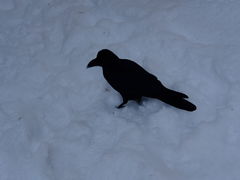 -北海道神宫