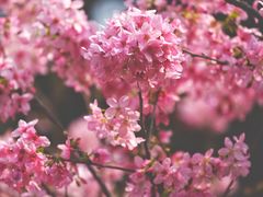 -桃花涧