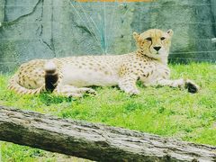 -北京野生动物园