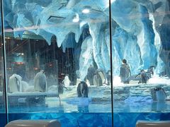 -帝企鹅自助餐厅•儿童岛•真企鹅(长隆企鹅酒店)