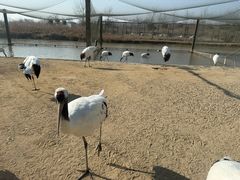 -盐城丹顶鹤湿地生态旅游区