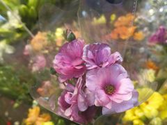 -循礼门鲜花花市(武汉循礼门店)