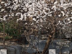 -桃花堤公园