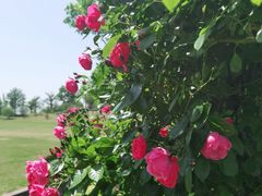 -广富林郊野公园