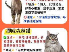 -lincat·猫舍(广州店)