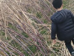 -菊园百果园