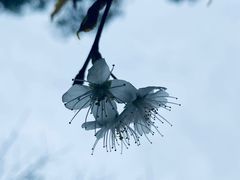 -樱桃山旅游景区