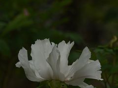 -中山公园