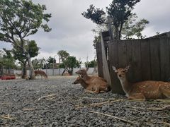 -鹿境梅花鹿生态园区