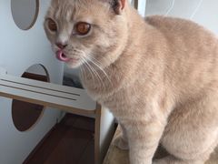 -Catmate·猫肥家润(金润铂宫店)