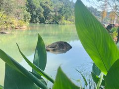 -广州白江湖森林公园