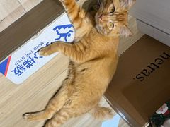 -丹桂轩(罗湖火车站店)