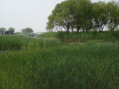 -太湖湖滨国家湿地公园-停车场