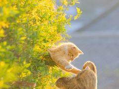 -爱侣宠医·鹦鹉专科·小型哺乳类·异宠专科(灵石路店)