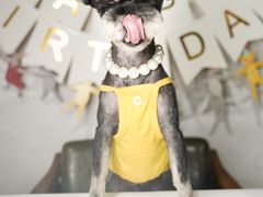 -读宠于你·约克夏比熊·睫角守宫·爬宠售卖(高新店)