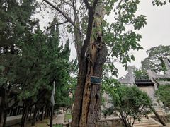 -苏州碑刻博物馆