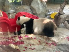 -海南热带野生动植物园