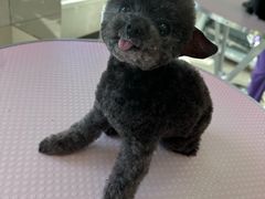 -北京观赏动物医院·24小时大型综合·猫专科·异宠专科