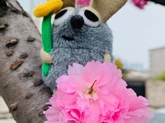 -嘉定紫藤园