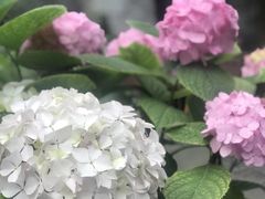 -清华大学-甲所餐厅