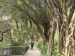 -金鸡山公园