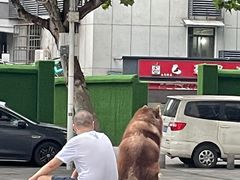 -曾记大腰子烧烤(苗栗路总店)