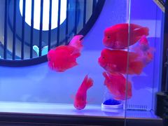 -中环花鸟鱼虫市场