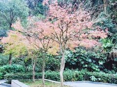 -云碧峰国家森林公园