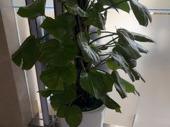 -圣贝口腔医院(高新院区)