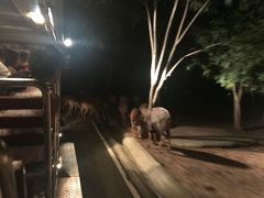 -清迈夜间动物园